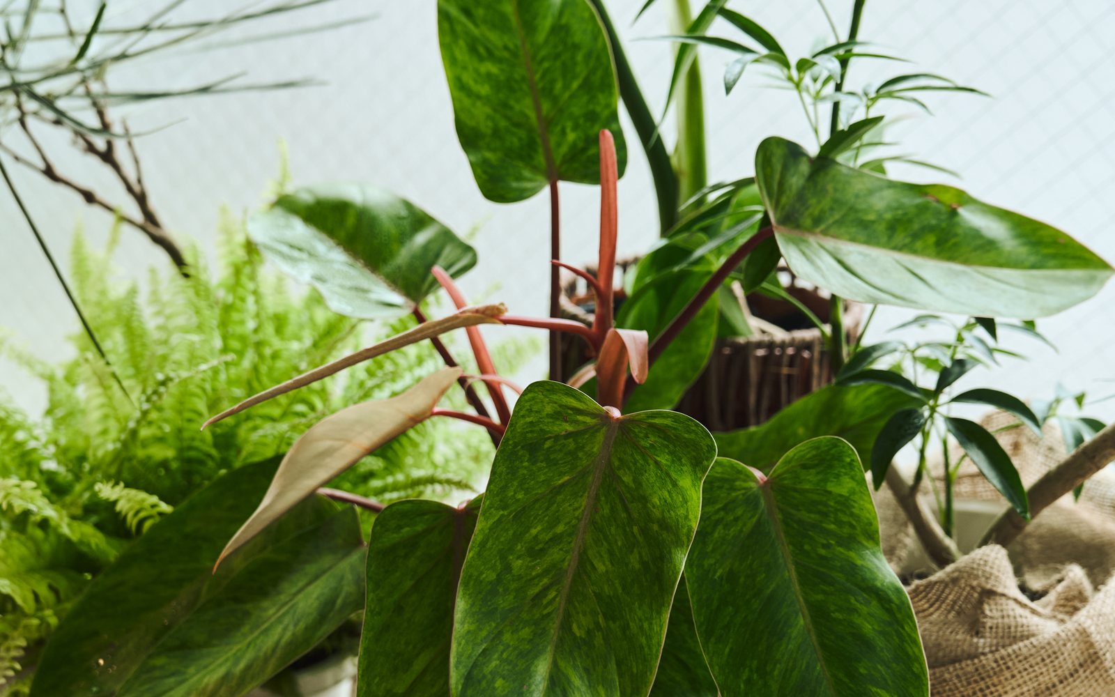 スタジオの観葉植物